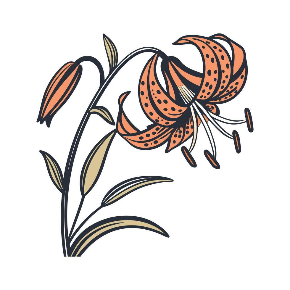 Vibrant Tiger Flower for Beautiful Arrangements vector