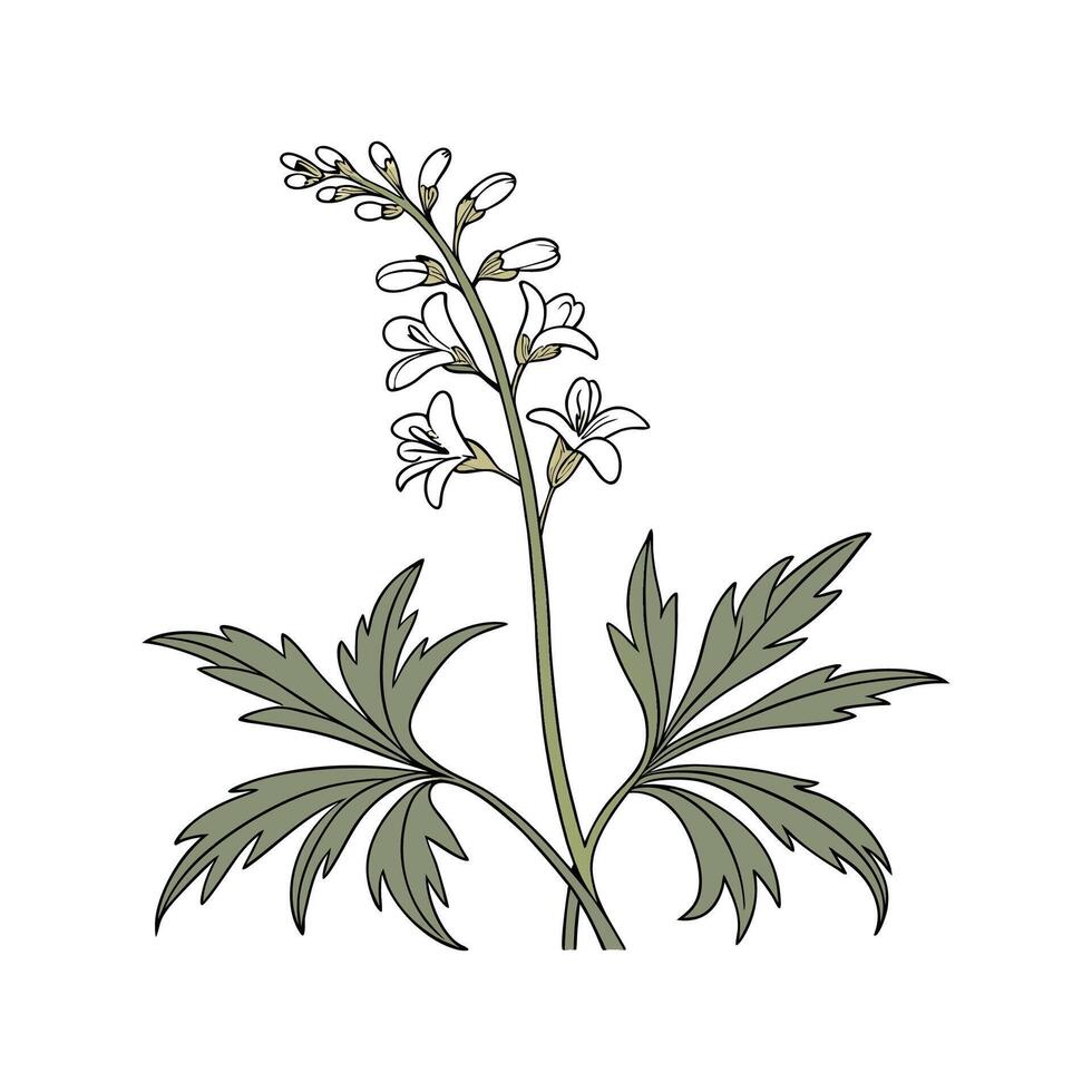 Beautiful Toothwort for Creative Arrangements vector