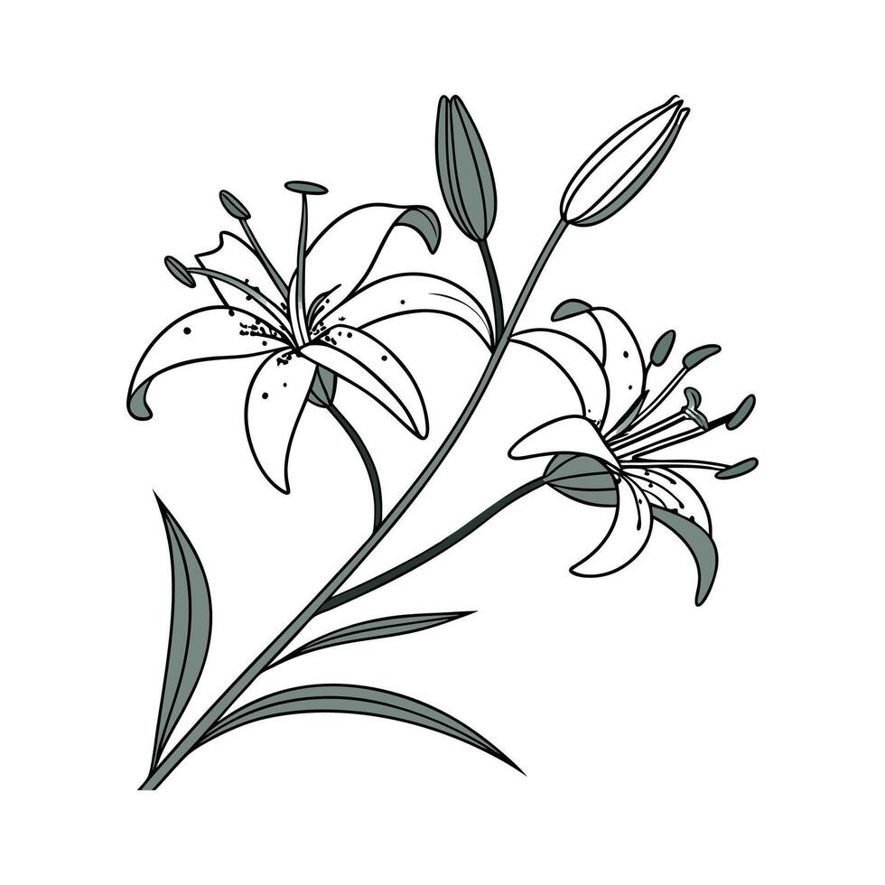 Charming Toad Lily for Unique Displays vector