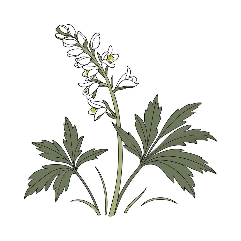 Charming Toothwort for Unique Decoration vector
