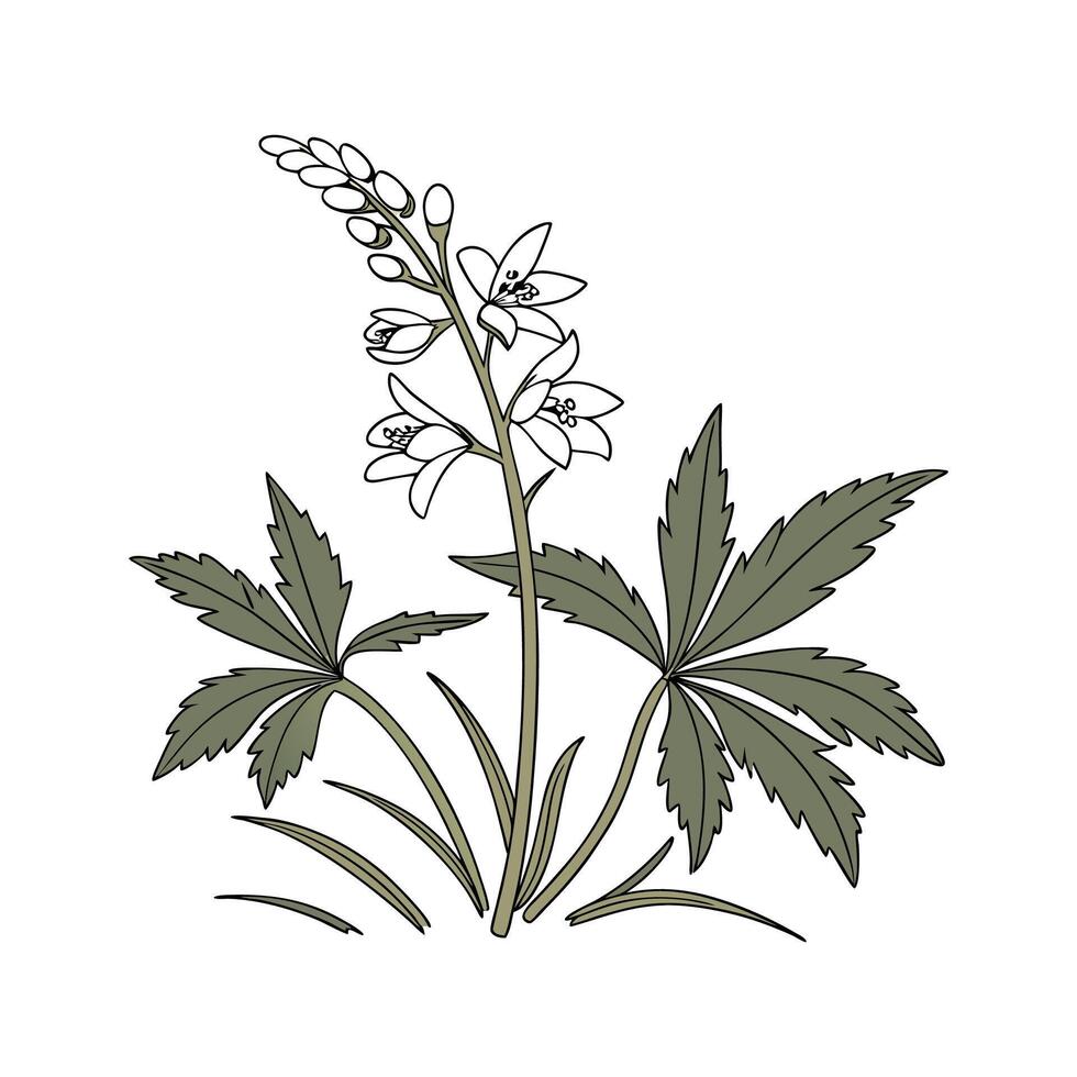 Elegant Toothwort for Unique Arrangements vector