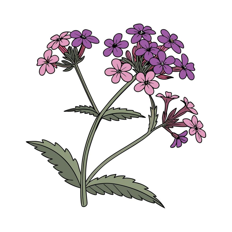 Vibrant Verbena for Creative Displays vector