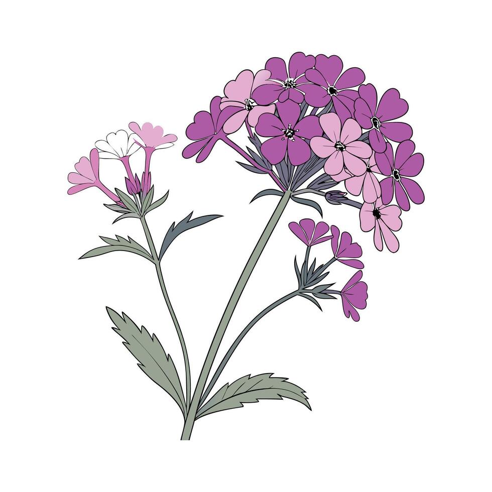 Beautiful Verbena for Unique Floral Designs vector