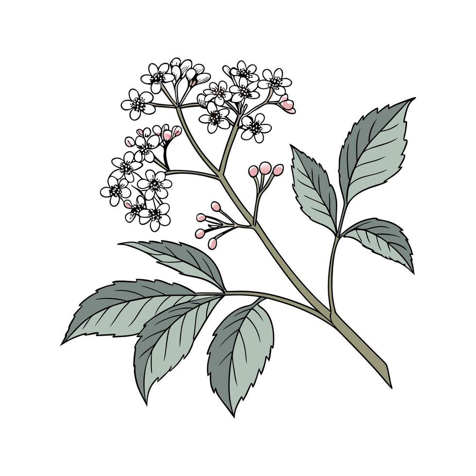 Beautiful Viburnum for EcoFriendly Decor vector