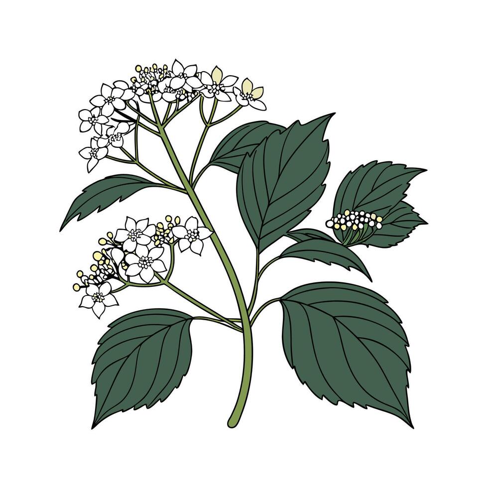 Vibrant Viburnum for Beautiful Displays vector