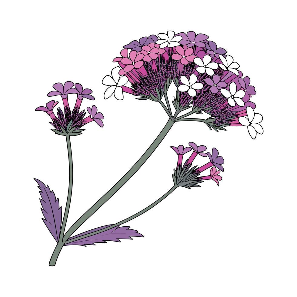 Stunning Verbena for Colorful Displays vector