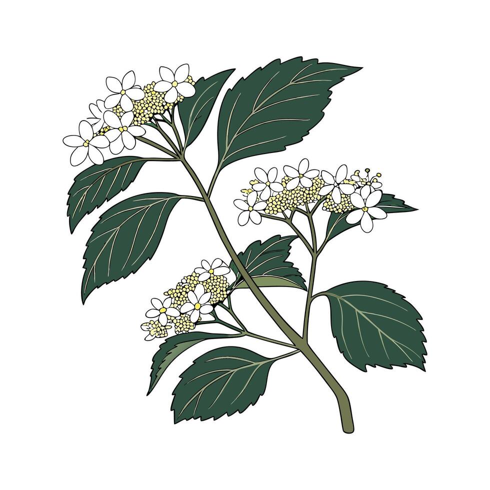 Charming Viburnum for Unique Arrangements vector