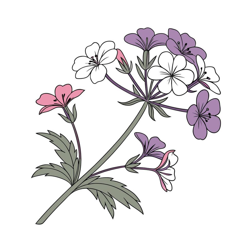 Radiant Verbena for Unique Floral Art vector