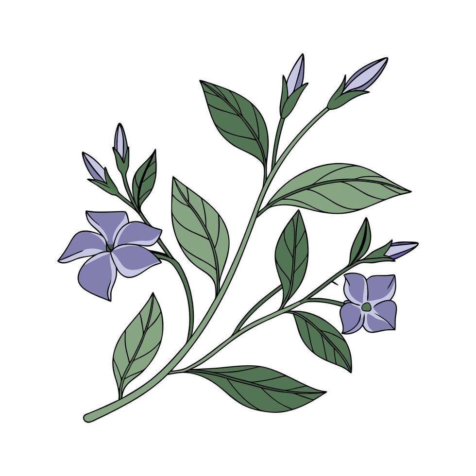 Elegant Vinca for Stunning Floral Decor vector