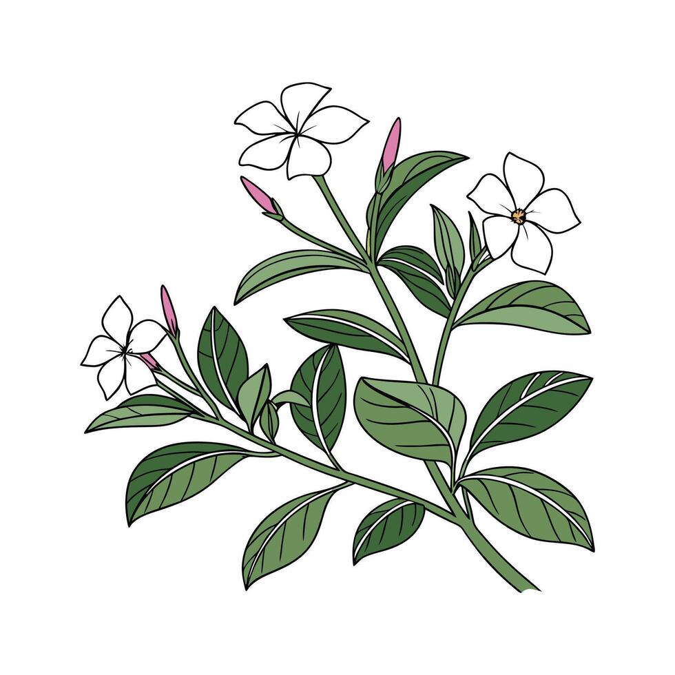 Stunning Vinca for Floral Arrangements vector