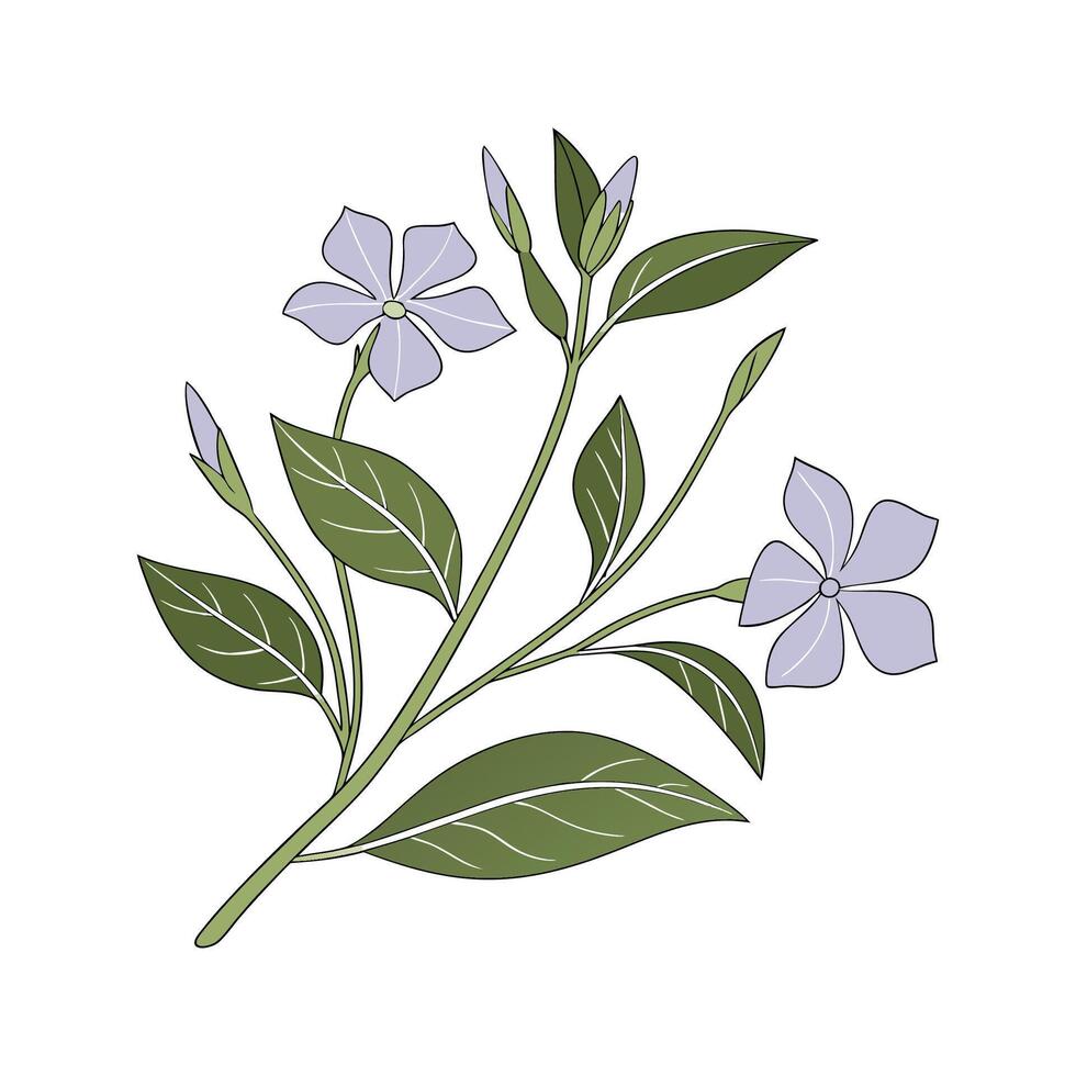Exquisite Vinca for Floral Design vector