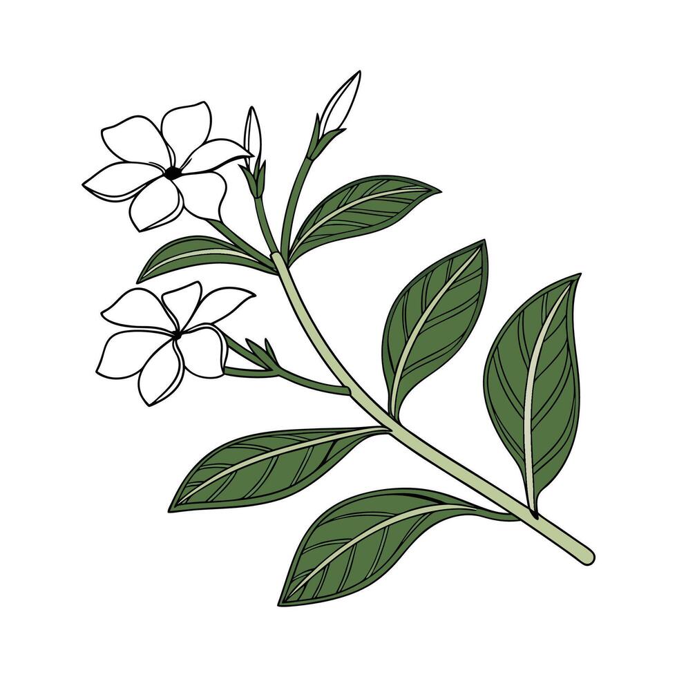 Vibrant Vinca for Colorful Garden Decor vector
