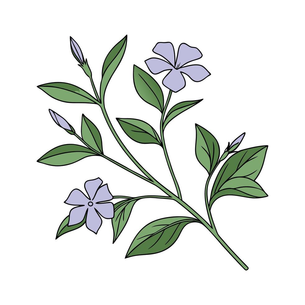 Vibrant Vinca for Decorative Arrangements vector