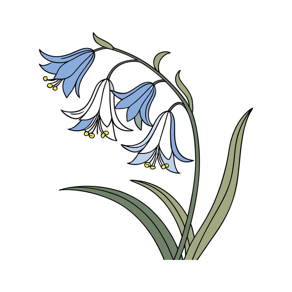 Stunning Virginia Bluebell for Floral Art vector