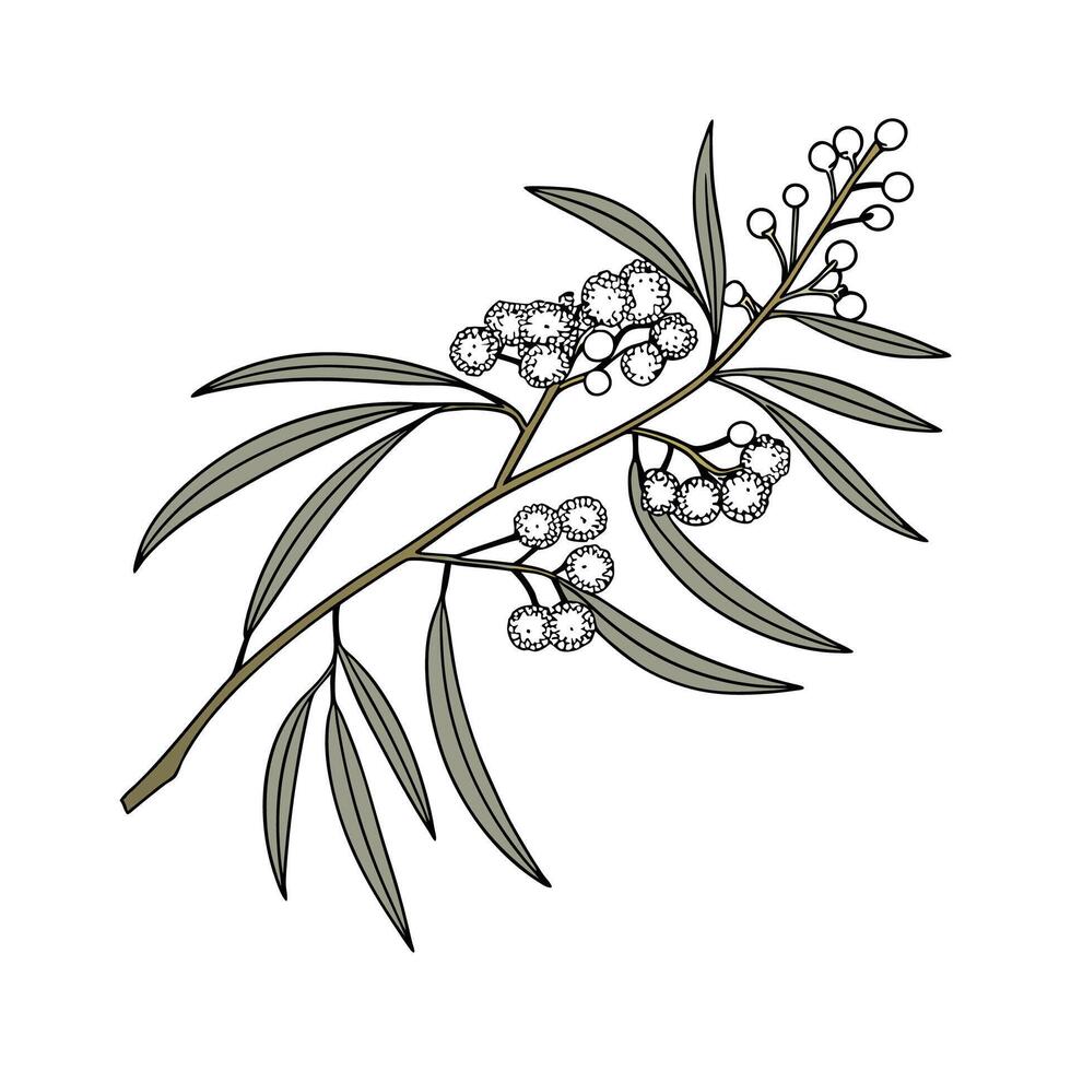Charming Wattle for Bright Floral Displays vector