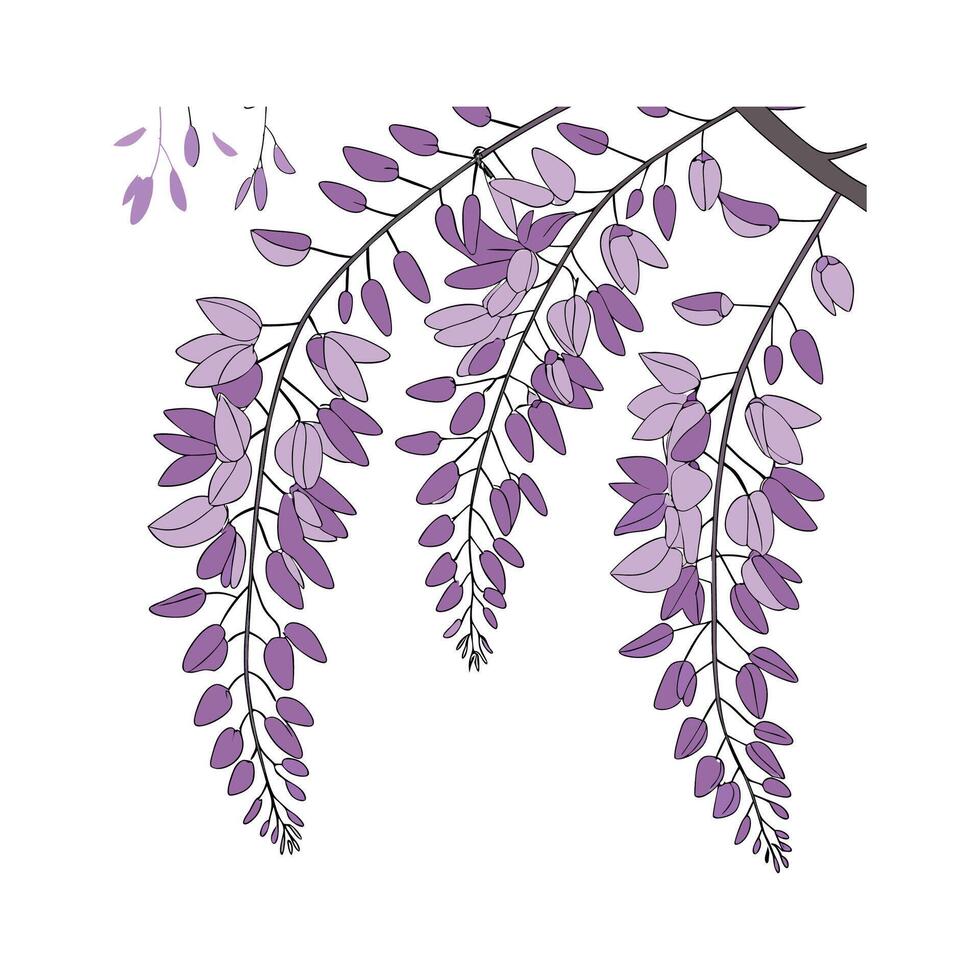 Vibrant Wisteria for Decorative Use vector