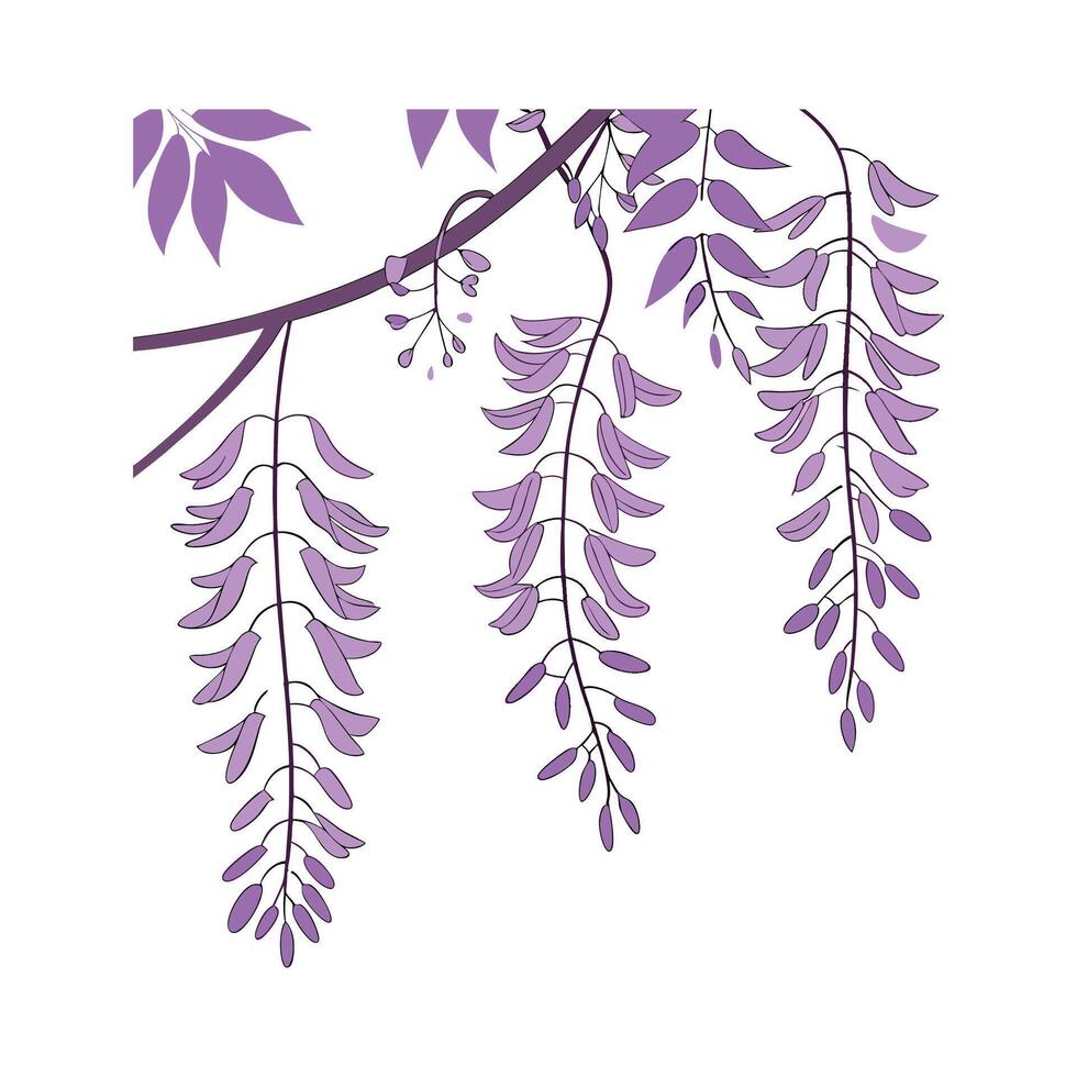 Charming Wisteria for Beautiful Arrangements vector
