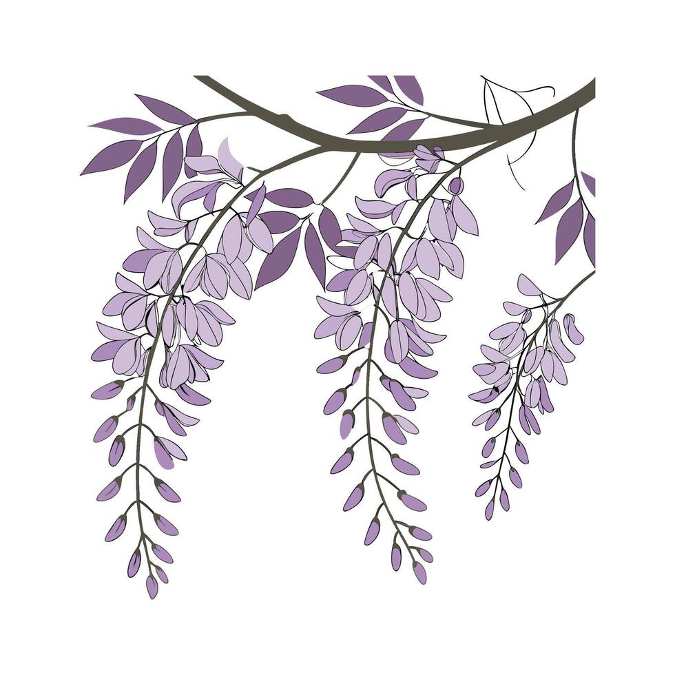 Elegant Wisteria for Artistic Displays vector