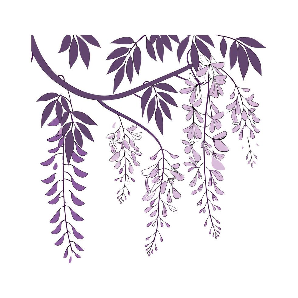 Stunning Wisteria Sinensis for Unique Decor vector