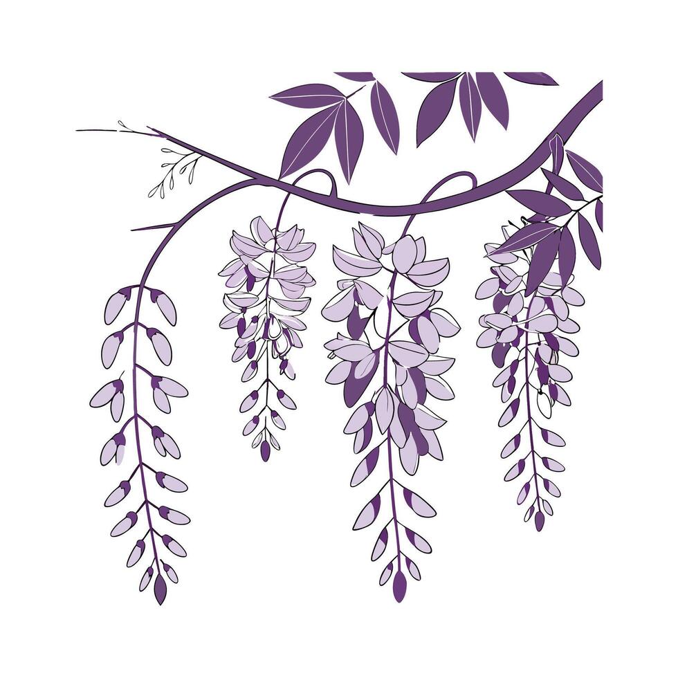 Stunning Wisteria for Unique Floral Displays vector