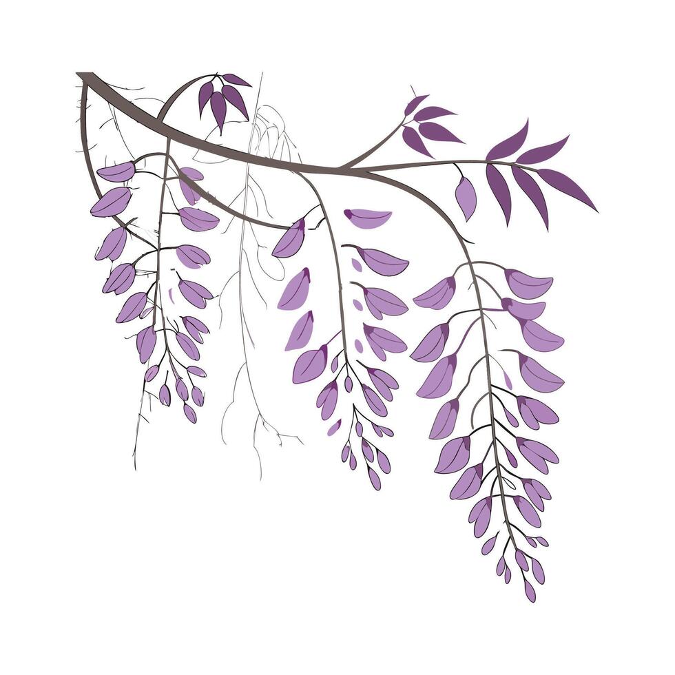 Vibrant Wisteria for Unique Arrangements vector
