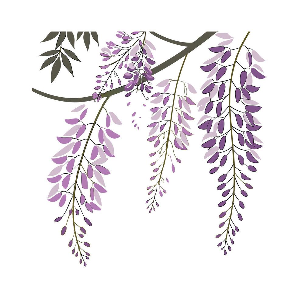 Beautiful Wisteria for Charming Decor vector
