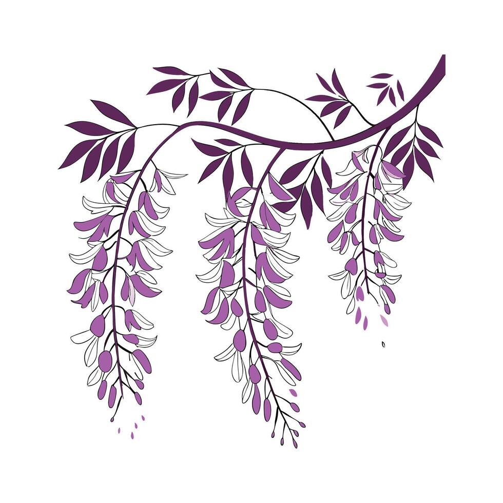Stunning Wisteria for Bright Floral Displays vector