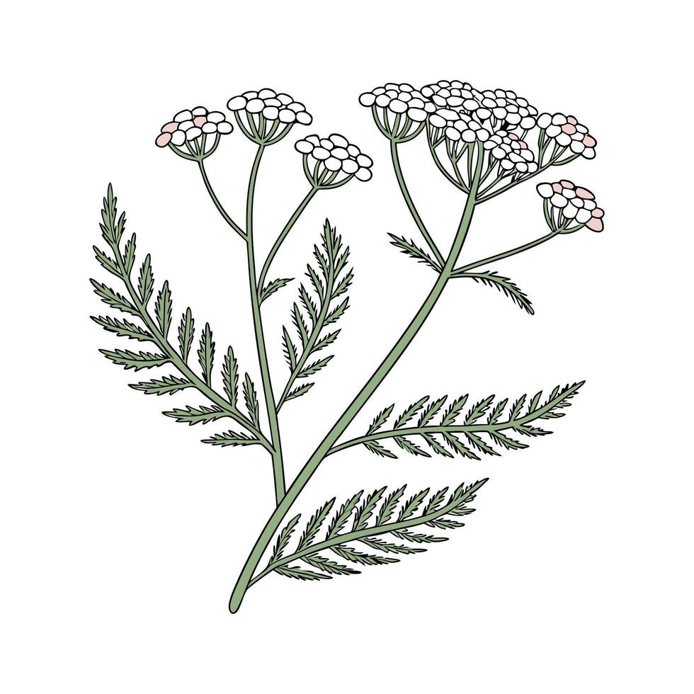 Vibrant Yarrow for Unique Arrangements vector