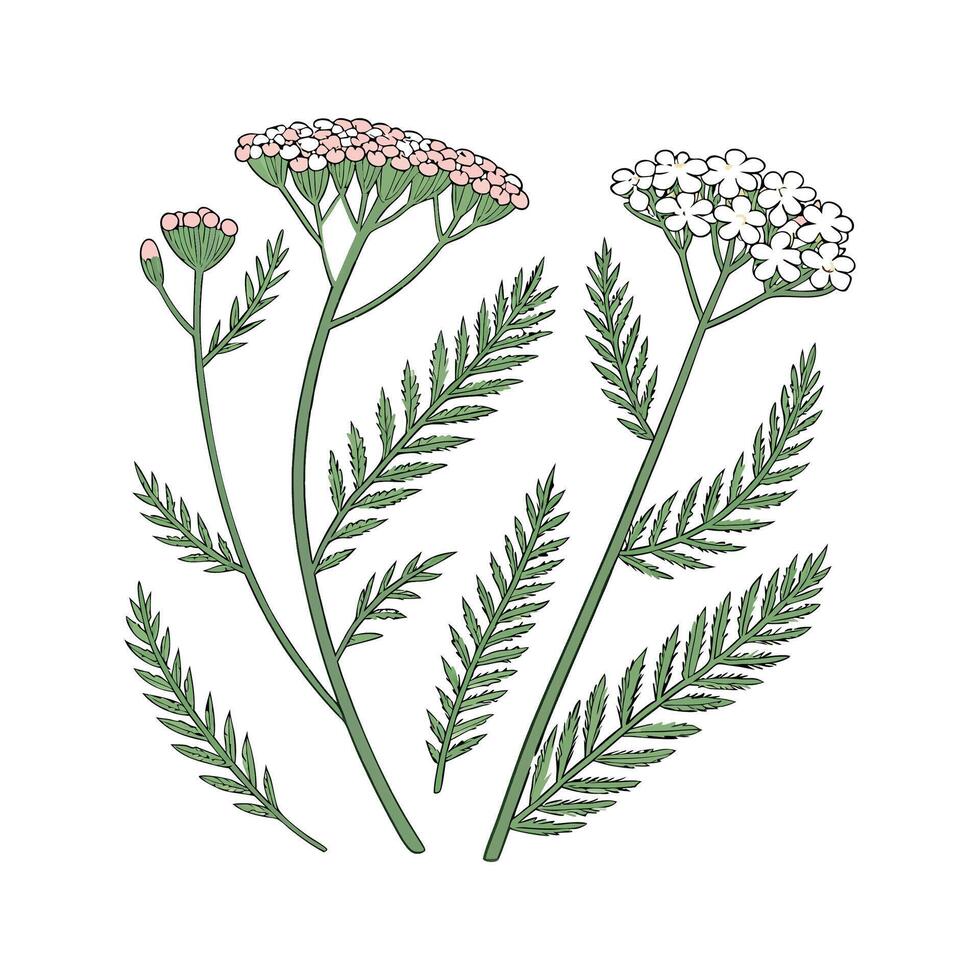 Elegant Yarrow for Unique Floral Art Design vector