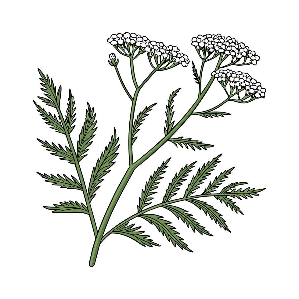 Stunning Yarrow for Beautiful Arrangements vector