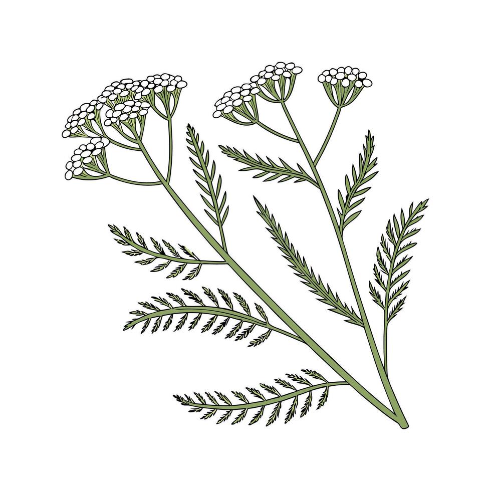 Elegant Yarrow for Floral Artistry vector