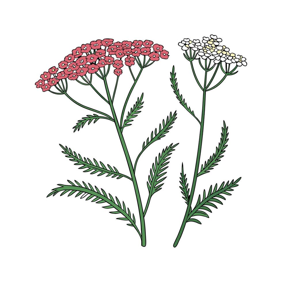 Elegant Yarrow for Decorative Use vector