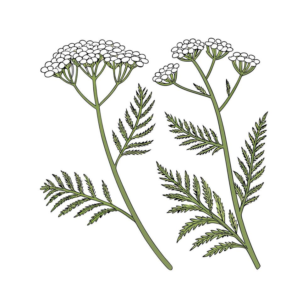 Beautiful Yarrow for Bright Floral Art vector