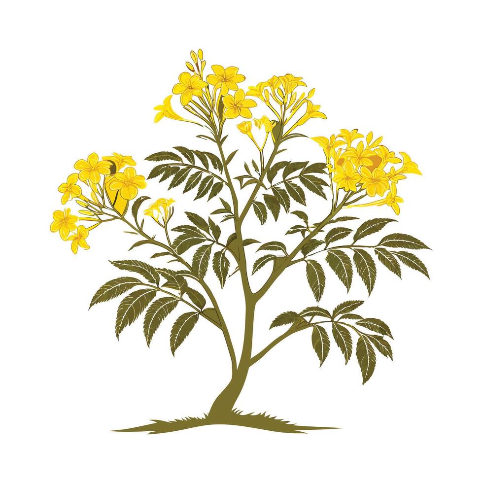 Bold Outline Yellow Elder Tree vector