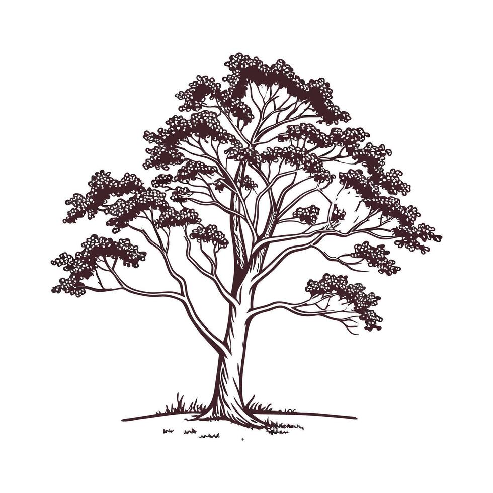 Bold American Sycamore Tree Illustration vector
