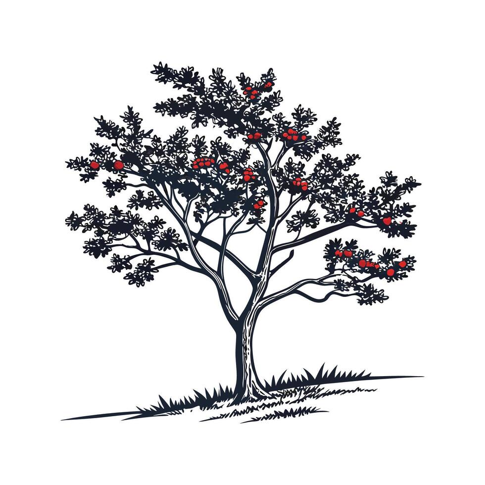 Elegant American Holly Tree Outline. vector
