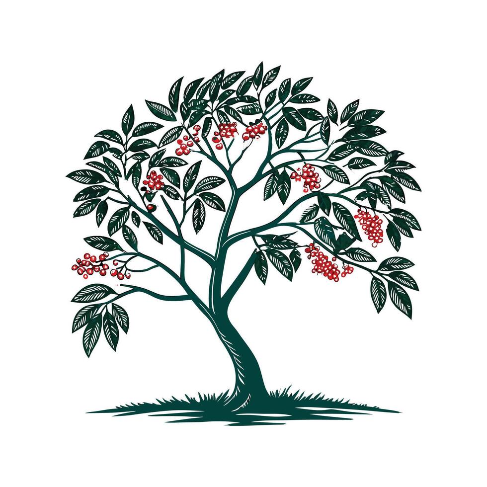 Distinctive Brazilian Pepper Tree Outline Art vector