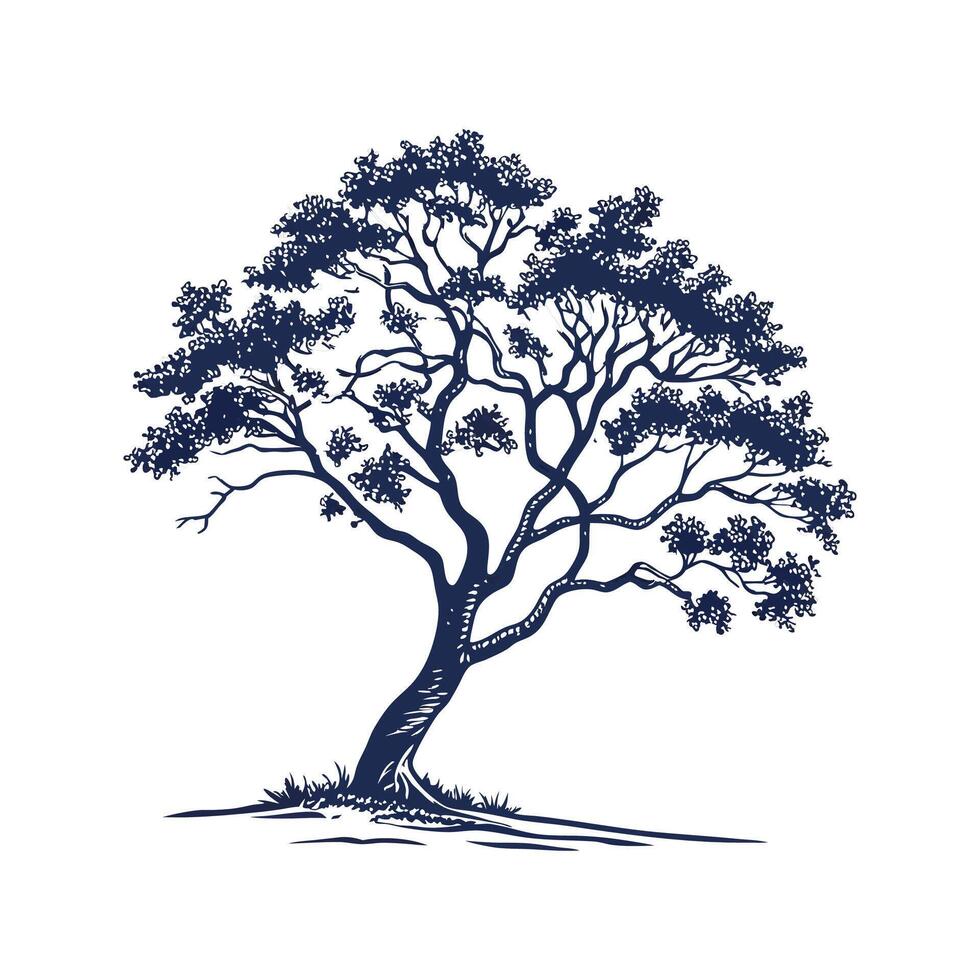Elegant California Laurel Tree Outline Graphic vector