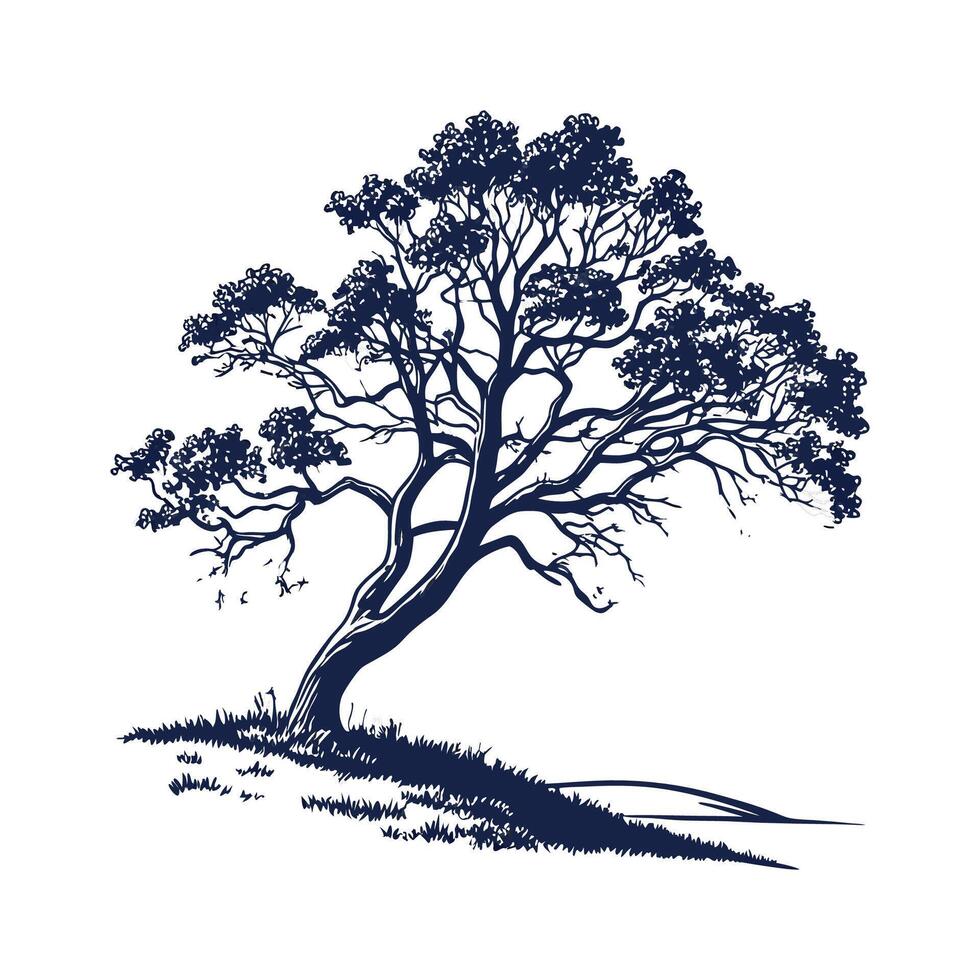 Distinctive California Buckeye Tree Outline Art vector