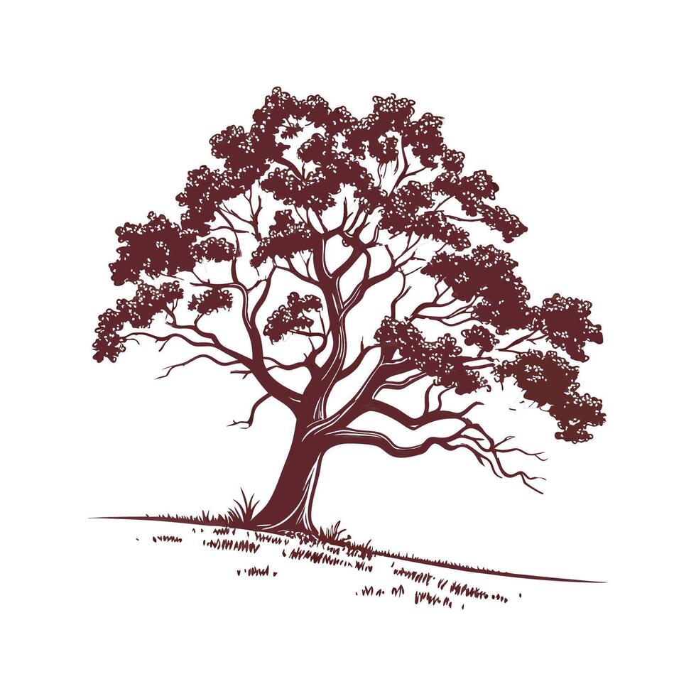 Charming Chinkapin Oak Tree Outline for Design vector