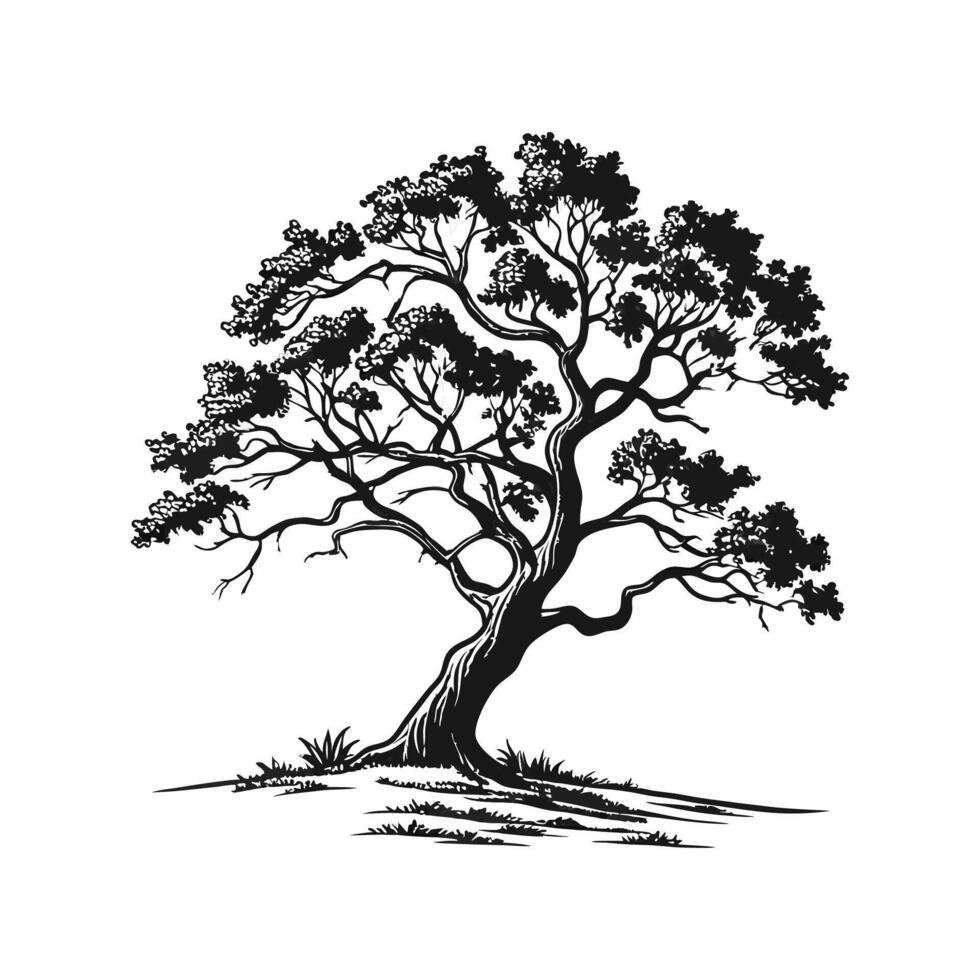 Stylish Cork Oak Tree Bold Outline Illustration vector