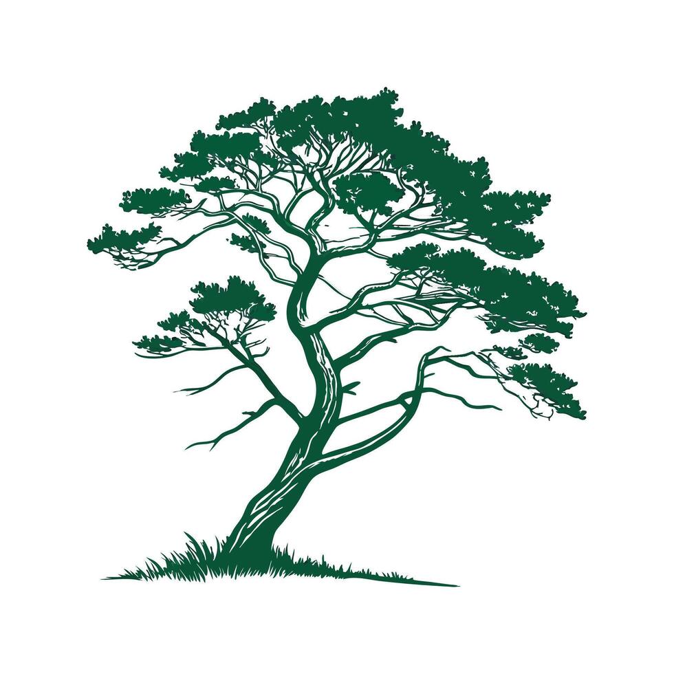 Elegant Cryptomeria Tree Outline for Decorative Use vector