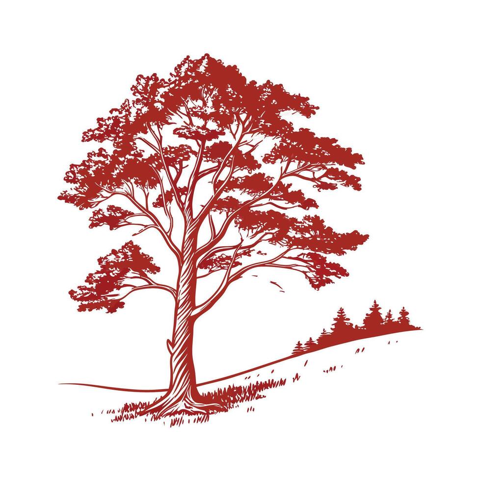 Charming Eastern Raved Cedar Tree Outline Illustration vector