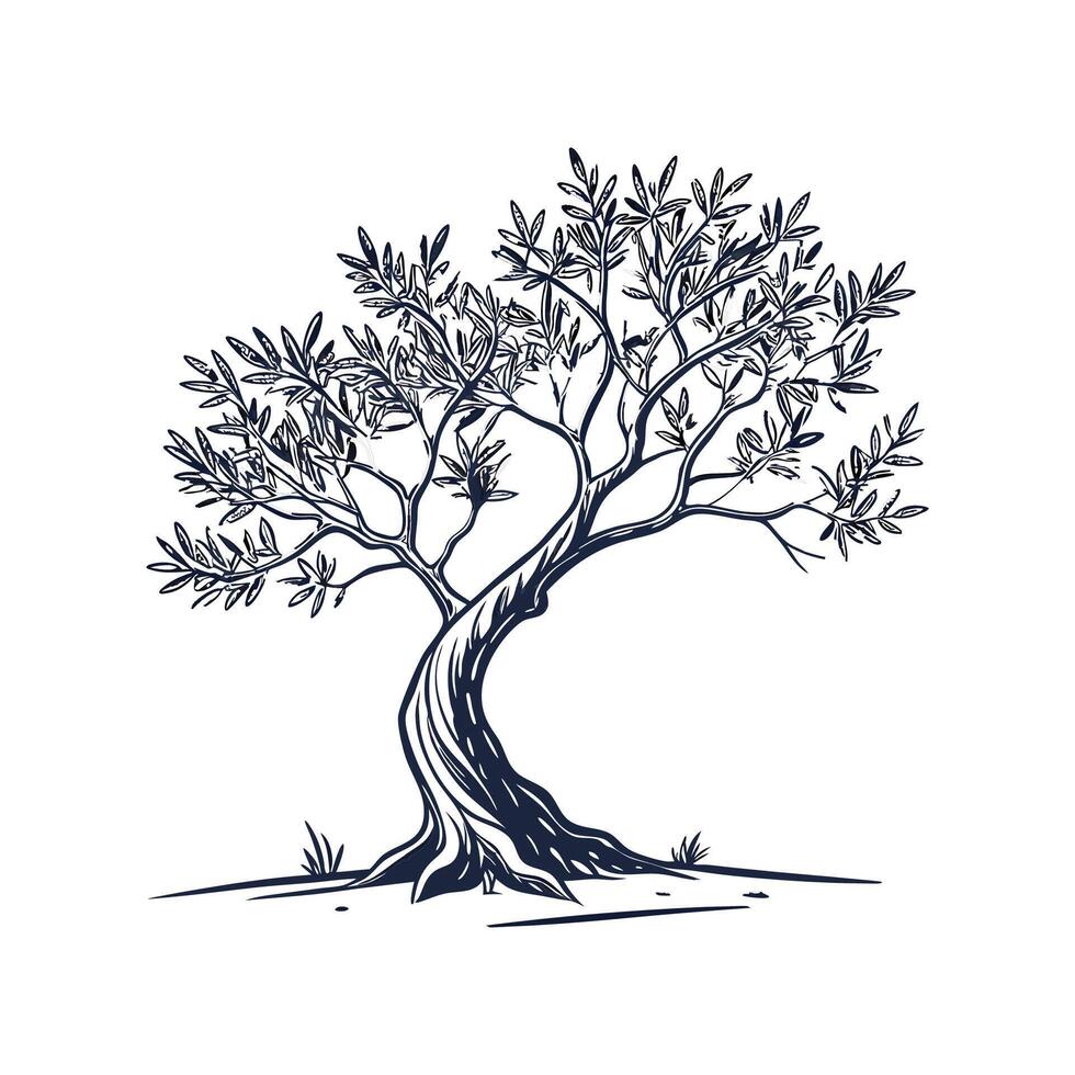 Charming European Olive Tree Outline for Design vector