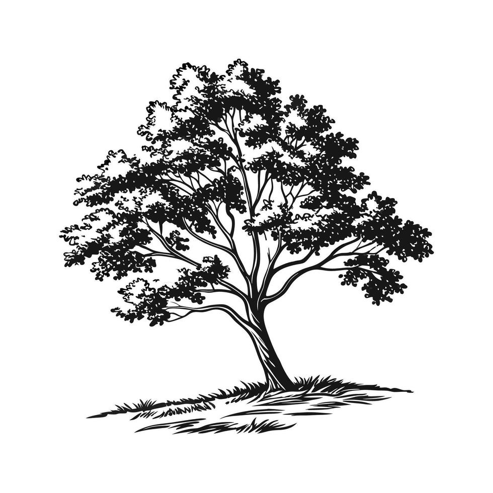 Stylish Kentucky Coffee Tree Outline for Design vector