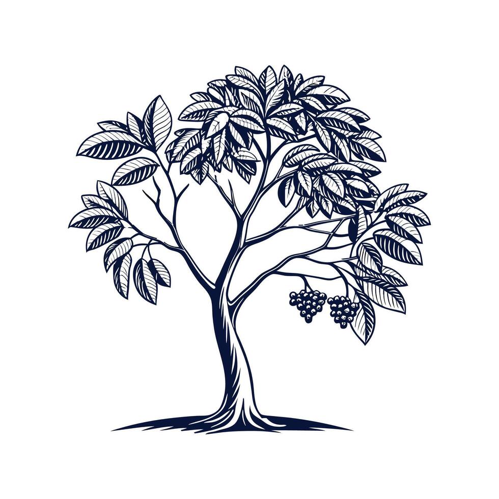 Charming Kentucky Coffee Tree Bold Outline Art vector