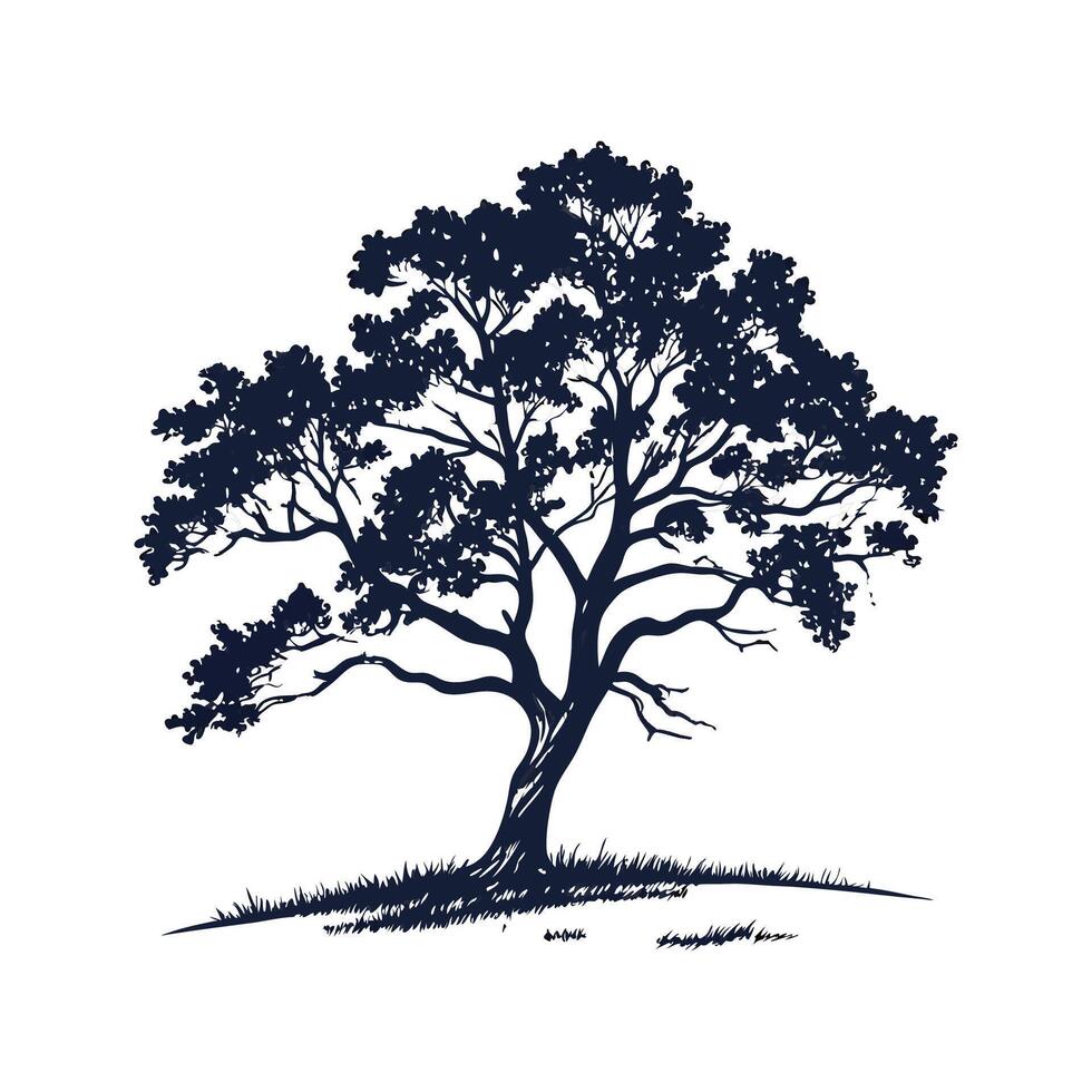 Charming Mexican White Oak Tree Outline for Art vector