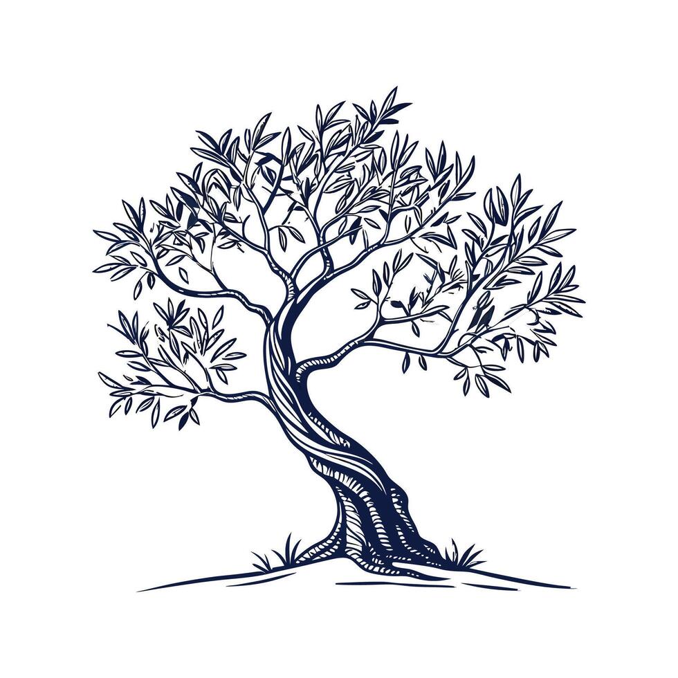 Charming Olive Tree Outline for Illustrative Use vector