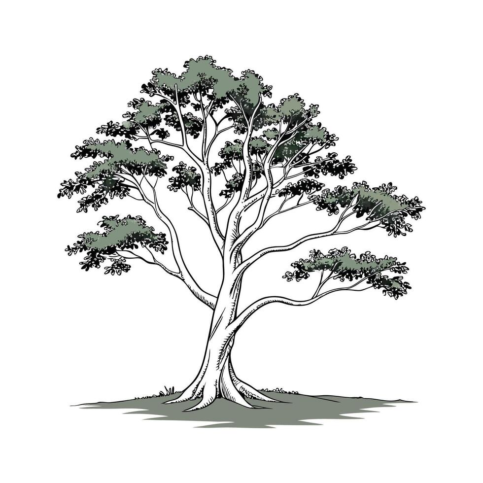 Realistic American Beech Tree Bold Outline for Art vector