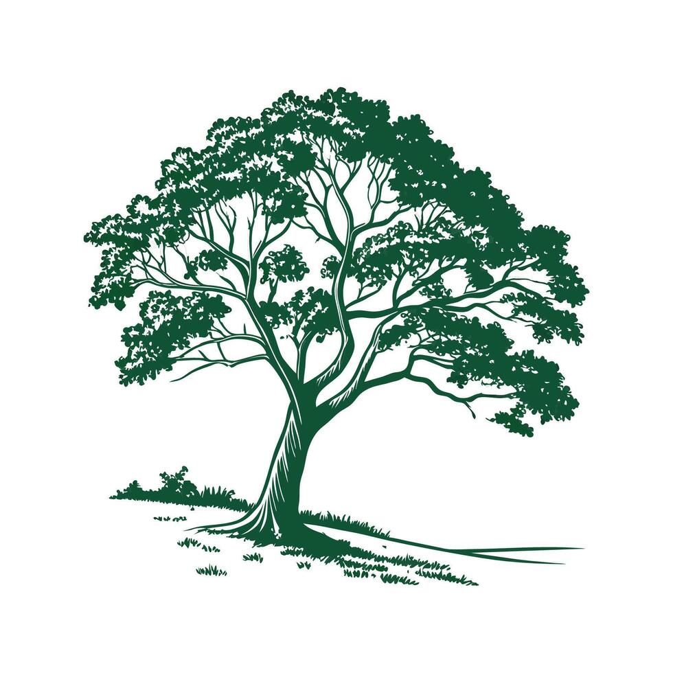 Amazonian Brazil Nut Tree Outline for Unique Illustrations vector